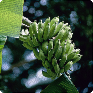 Banane 10 ml Aroma