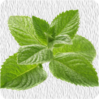 Pfefferminze 10 ml Aroma